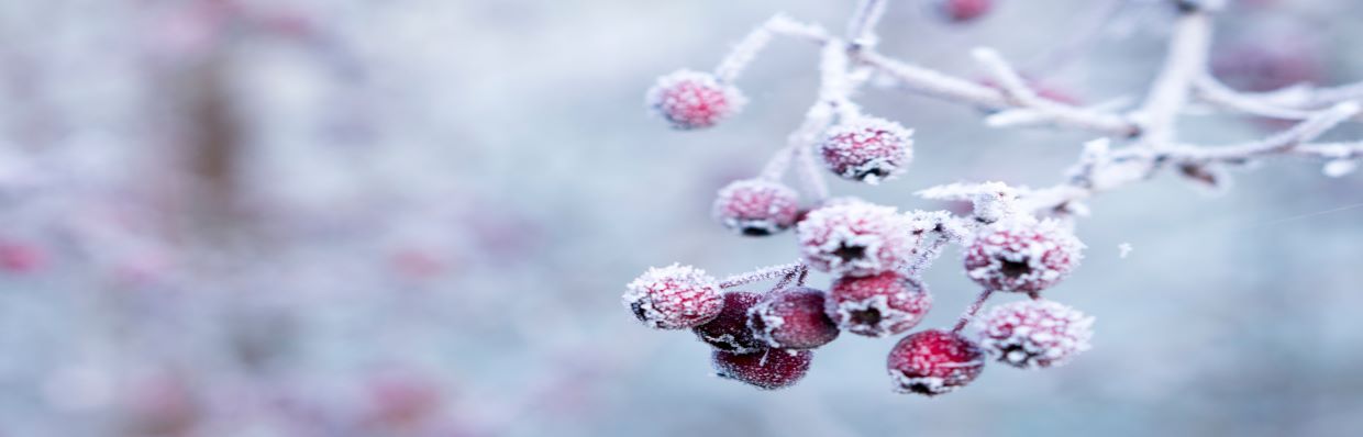 Sproeisysteem tuin winterklaar maken